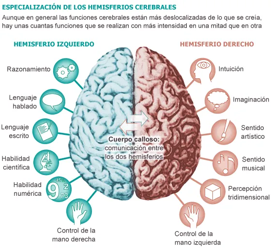 Lóbulos del cerebro para colorear - Imagui