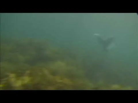 lochness monster caught on tape PlayList