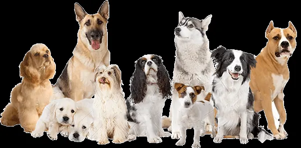 COSAS DE LOCO: 20 Cosas que quizás no sabias de los perros