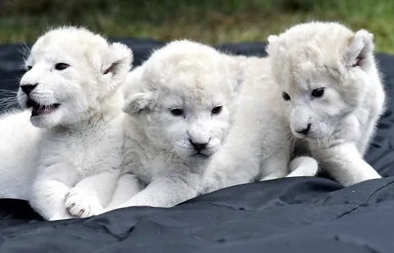 ANIMALES SALVAJES: LEON BLANCO DE TIMBAVATI