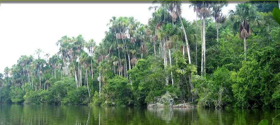 Lodge en el Perú – Cayman lodge amazonie - Sachavacayoc ...