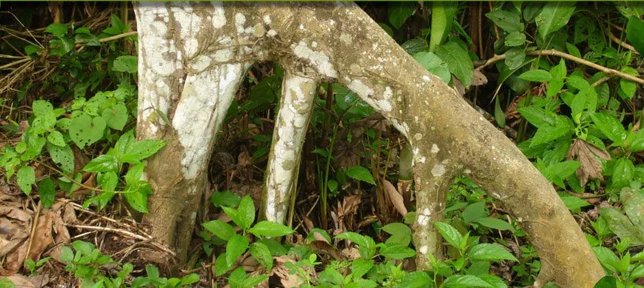 Lodge en el Perú – Cayman lodge amazonie - Sachavacayoc ...