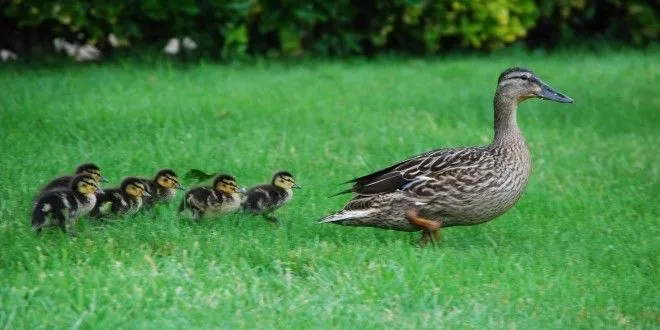 Lo que logra el clamor de una madre! Video de la mamá pato que ...