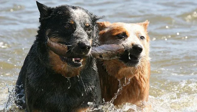 Cómo lograr que nuestro perro pierda el miedo al agua