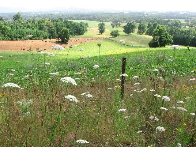 lomas y paisaje del campo chileno | Flickr - Photo Sharing!