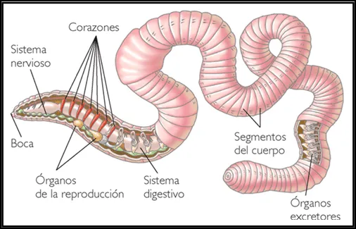 Lombricultura - Monografias.com