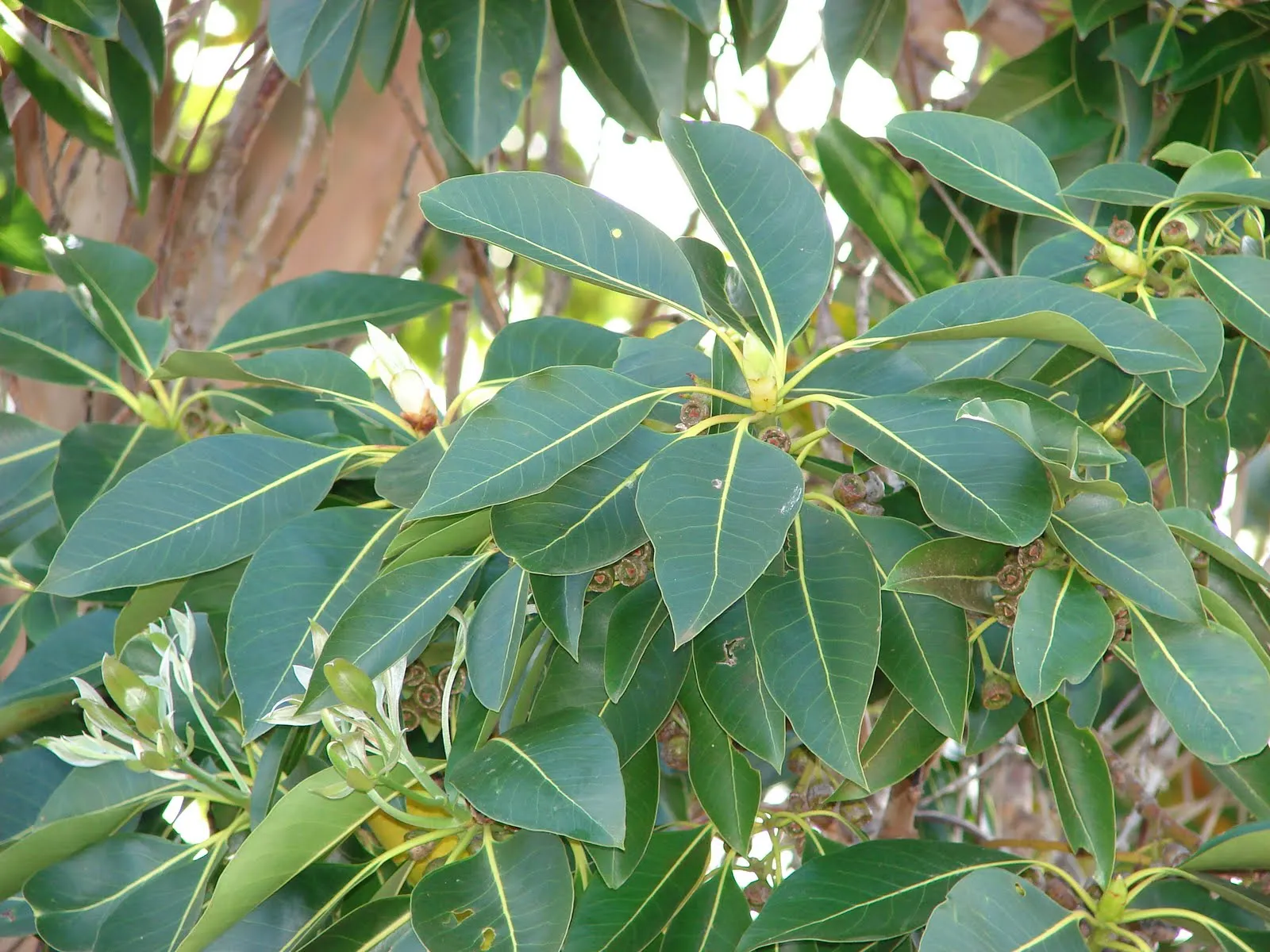 Lophostemon confertus (antes Tristania conferta ) ,nombre común o ...