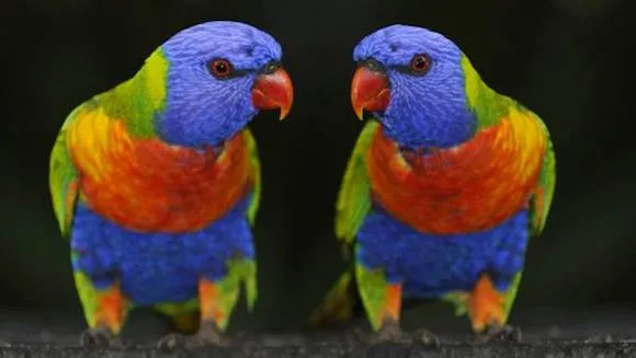 Loro arco iris | Wikifaunia, tu enciclopedia de animales