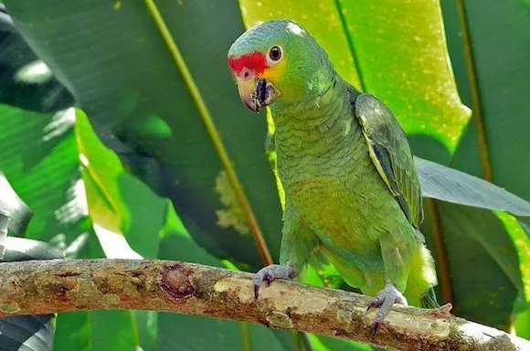 Loro cariamarillo | Wikifaunia, tu enciclopedia de animales