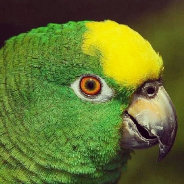 loro #viejo no aprende a hablá! #verde #ave #colores #animal ...