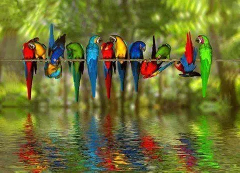 BELLOS LOROS A COLORES JUNTOS | Flickr - Photo Sharing!