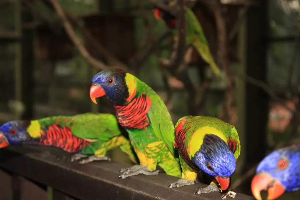 Loros de colores de Malaysia Antonia Sánchez García - Artelista.