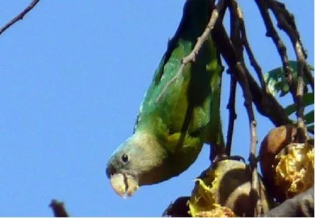 Loros y tucanes