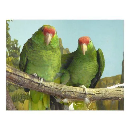 2 loros verdes anuncios de Zazzle.