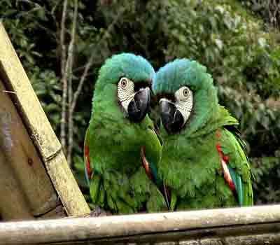 Loros Verdes de nueva guinea | Flickr - Photo Sharing!