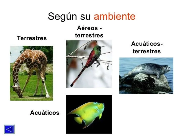 los-animales-6-728.jpg?cb= ...