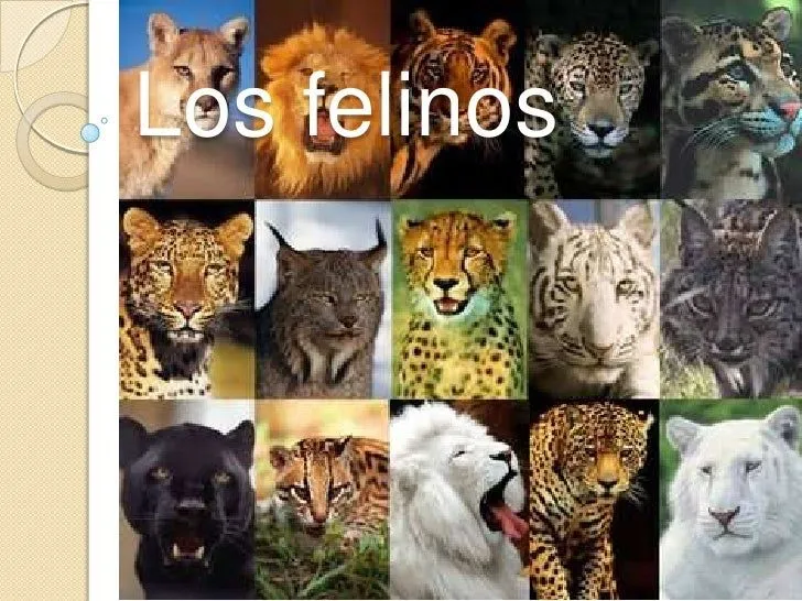 los-felinos-1-728.jpg?cb= ...