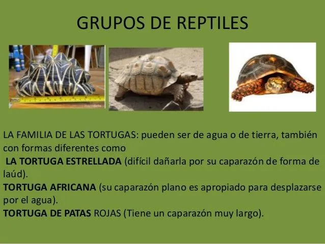 los-reptiles-18-638.jpg?cb= ...