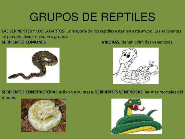 los-reptiles-19-638.jpg?cb= ...