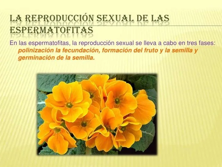 los-seres-vivos-se-reproducen- ...