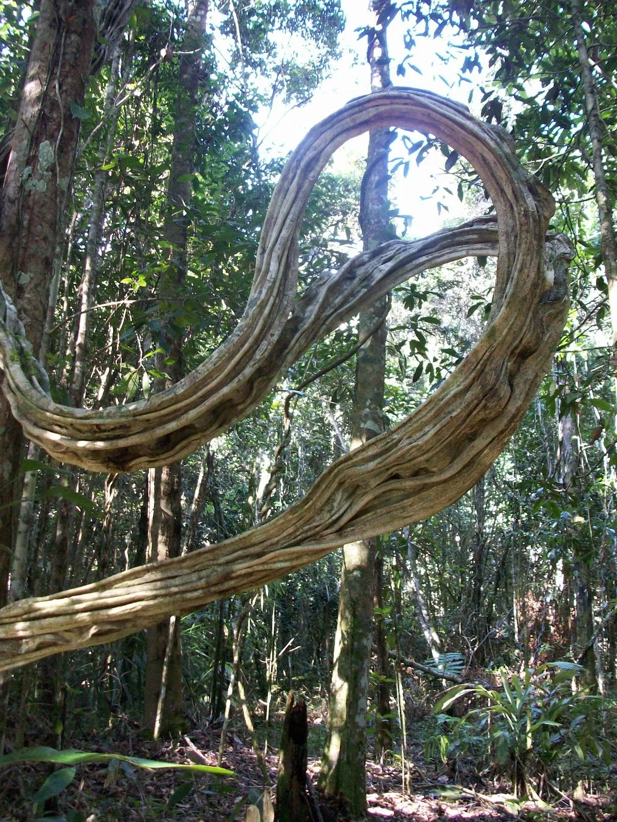 Lost and Loopy in the Wild: Conquering(?) Chirikayén Tepui | Viaje ...