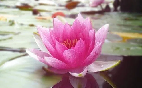 Lotus Live Wallpapers Aplicaciones Android