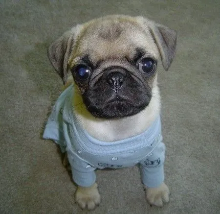 i love pugs | Tumblr