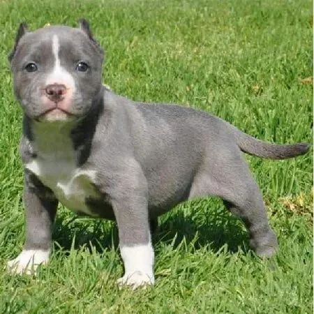 I love the Blue color and this breed! English Staffordshire Bull ...