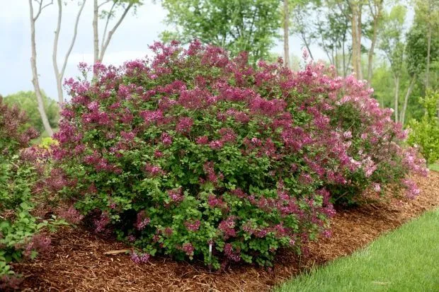 Lovely lilacs: Old-fashioned bushes work well in newfangled ...