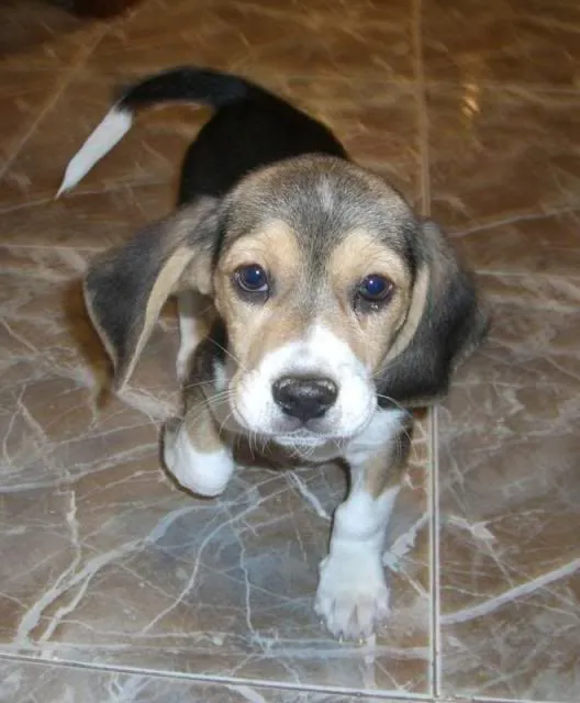 Lua: una beagle en Zaragoza - Perros Beagle