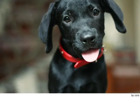 Perros negros cachorros - Imagui