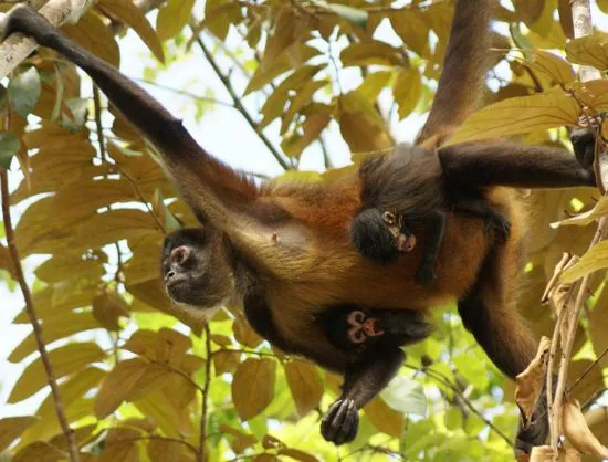 Conocer Lugares turisticos del peru : El mono araña de la selva ...