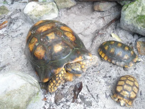 Animales de la selva peruana - Imagui