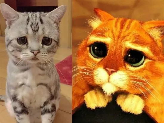 Luhu, el gato con la cara más triste que has visto - Todo mascotas