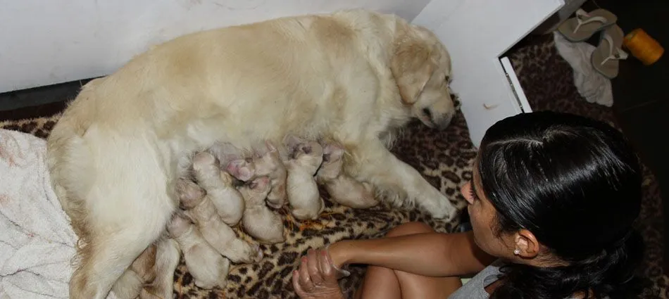 Luna Bella. Golden Retriever » Archive » Nacimiento Camada Maggie ...