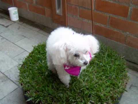 Luna French Puddle en su Zona Verde para perros - YouTube