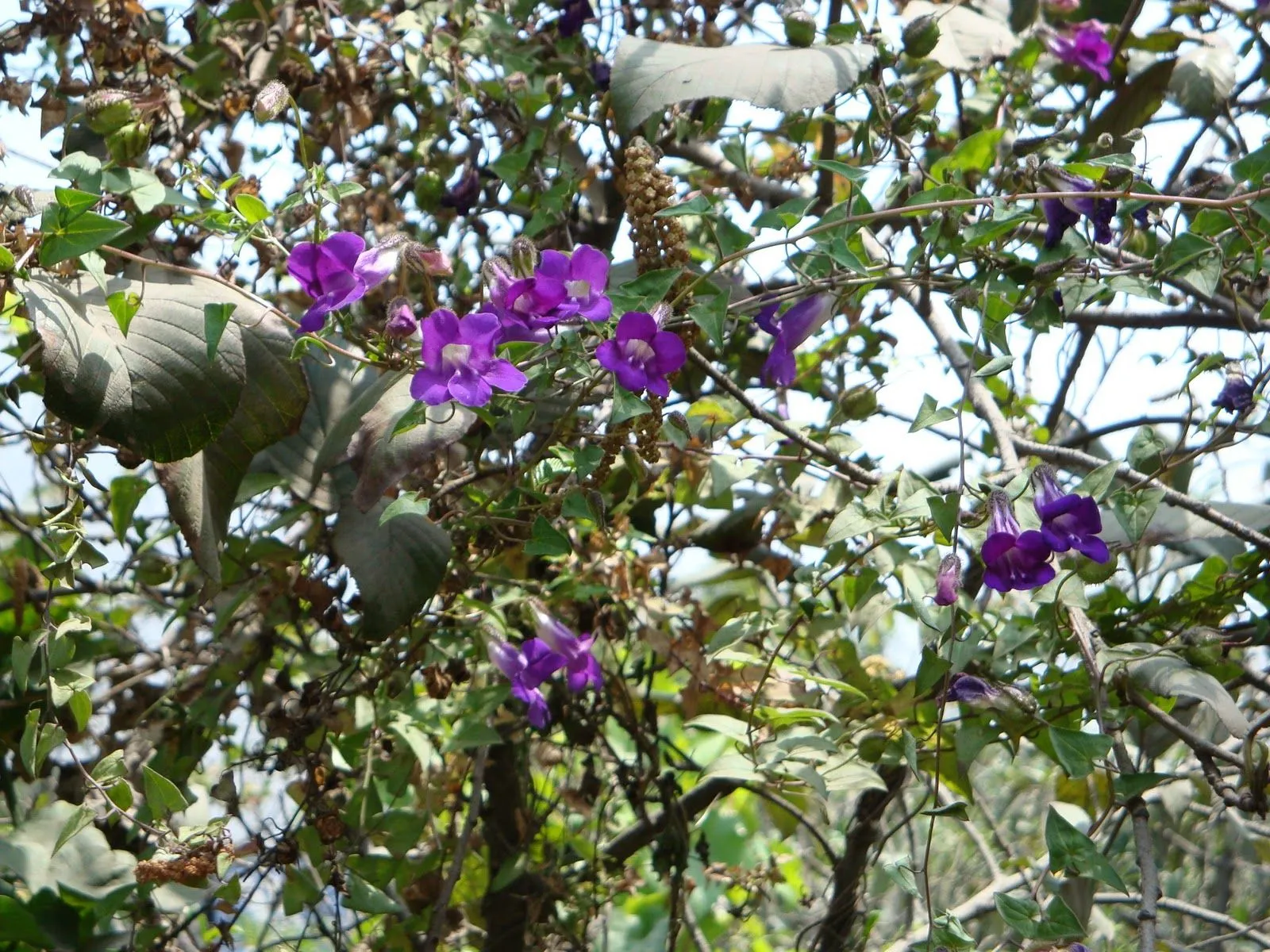 LUNA VERDE: FLORES AZULES, MORADAS Y LILAS...