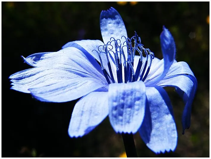 Flores animadas en movimiento - Imagui