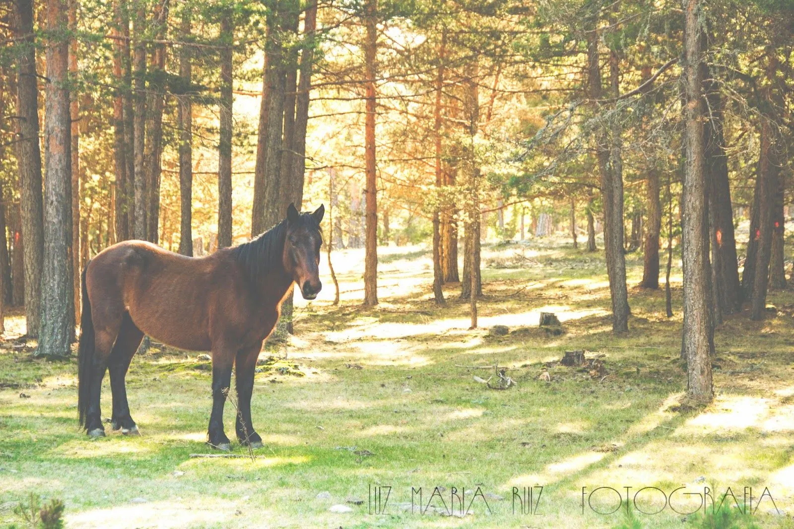 Luz María Ruiz FOTOGRAFIA: RETOQUE "PAISAJE VINTAGE"