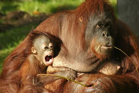 Bajo Otra Luz: Los mas tiernos animales bebes