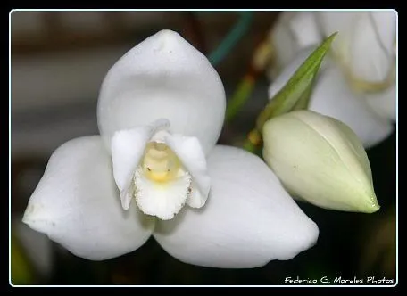 Lycaste Skinneri , Monja blanca | Flickr - Photo Sharing!