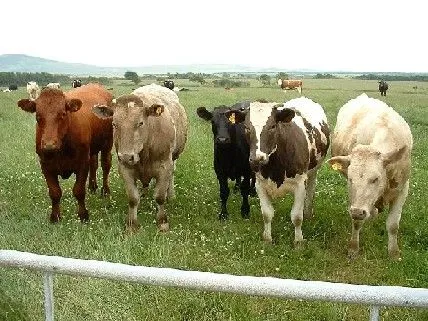 Beso Fresa: de vacas, otra vez