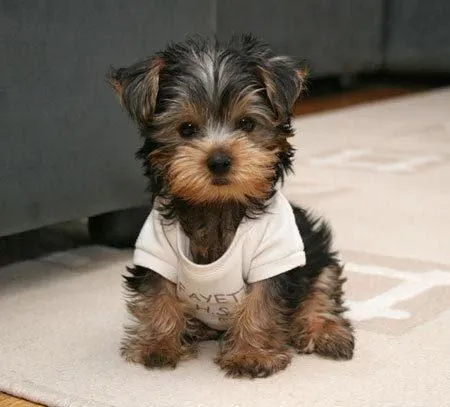 Macho y hembra cachorros yorkie en offerta - Madrid, España ...