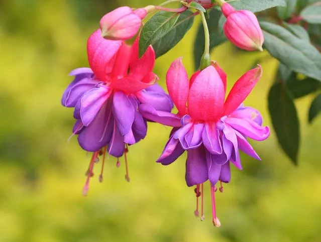 Macro de Brinco-de-Princesa, Fúcsia - Fuchsias flowers's macro - A ...