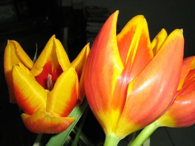 Macro de mis tulipanes | Flickr - Photo Sharing!