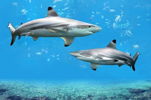 Macuira tiburones nadando en las aguas tropicales — Foto stock ...