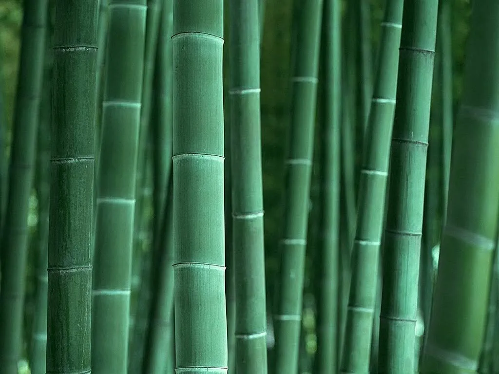 La madera Compone el mobiliario, se encuentra en plantas y flores,