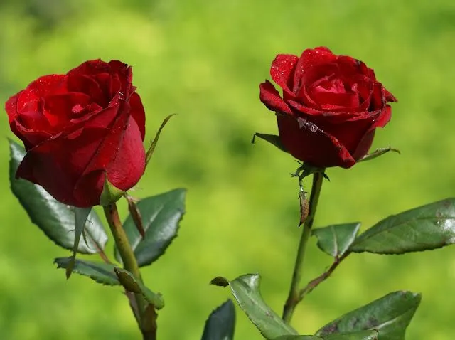 MADRE DIOSA: KOMPTE "UNA VIDA, UNA ROSA..."