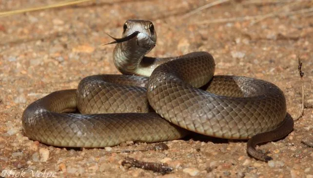 Madre encuentra 7 serpientes venenosas en el ropero de su hijo en ...