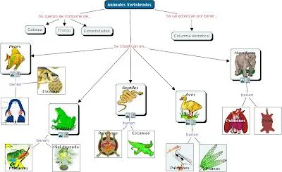 MAESTRA DE EDUCACIÓN PRIMARIA: ANIMALES VERTEBRADOS E INVERTEBRADOS